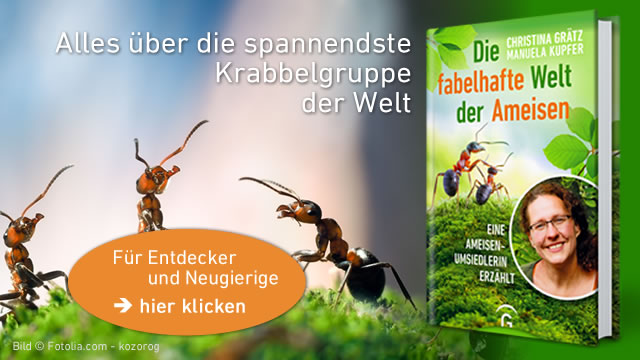 Christine Grätz: Die fabelhafte Welt der Ameisen