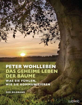 Hesse bäume hermann zitate Herrmann Hesse